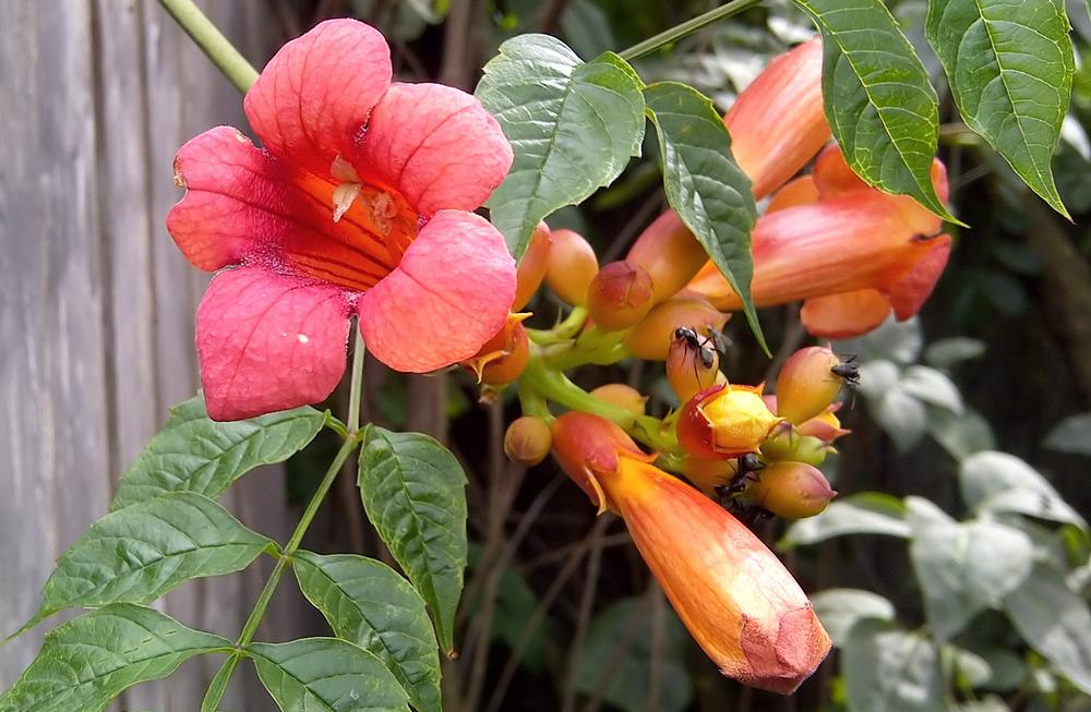 Photo of Trumpet Vine (Campsis radicans) uploaded by doctorpartlow