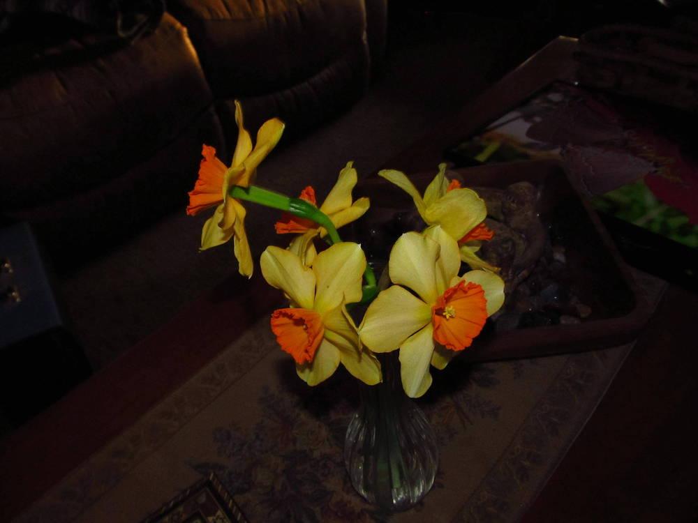 Photo of Large-cupped Daffodil (Narcissus 'Red Aria') uploaded by jmorth