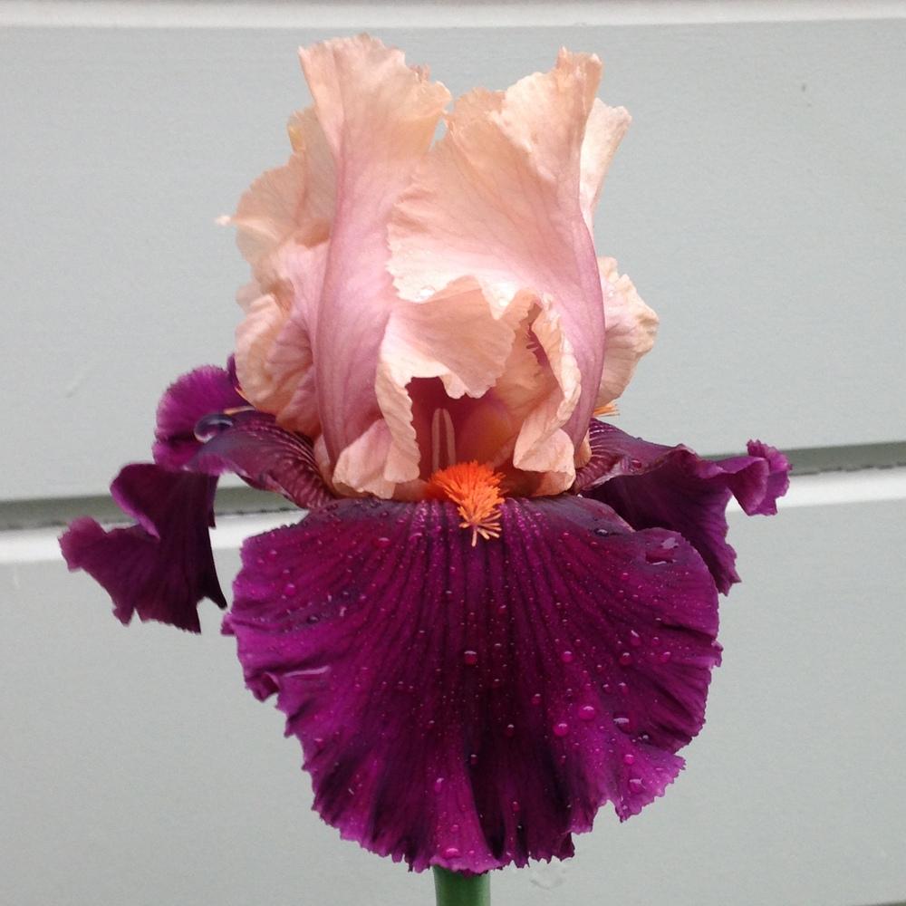 Photo of Tall Bearded Iris (Iris 'Ocelot') uploaded by lilpod13