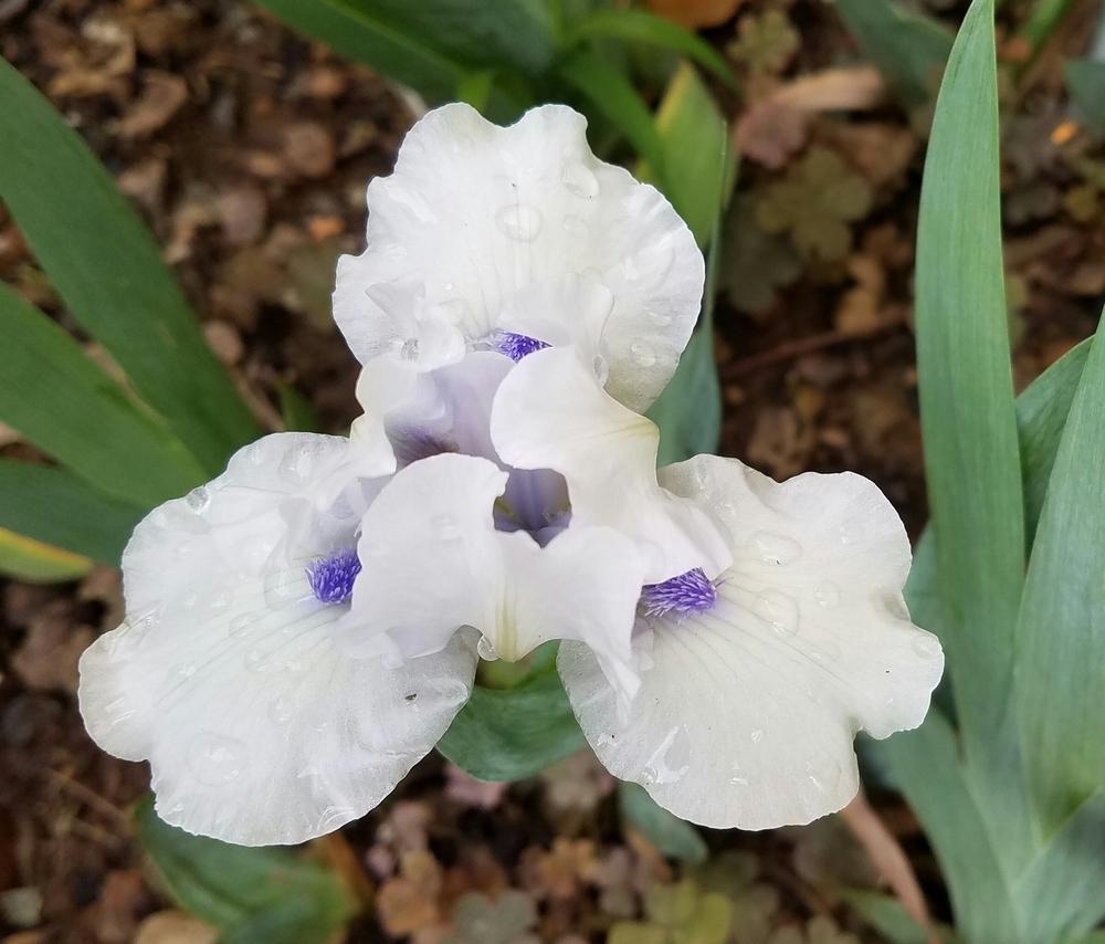 Photo of Standard Dwarf Bearded Iris (Iris 'Bluebeard's Ghost') uploaded by mesospunky