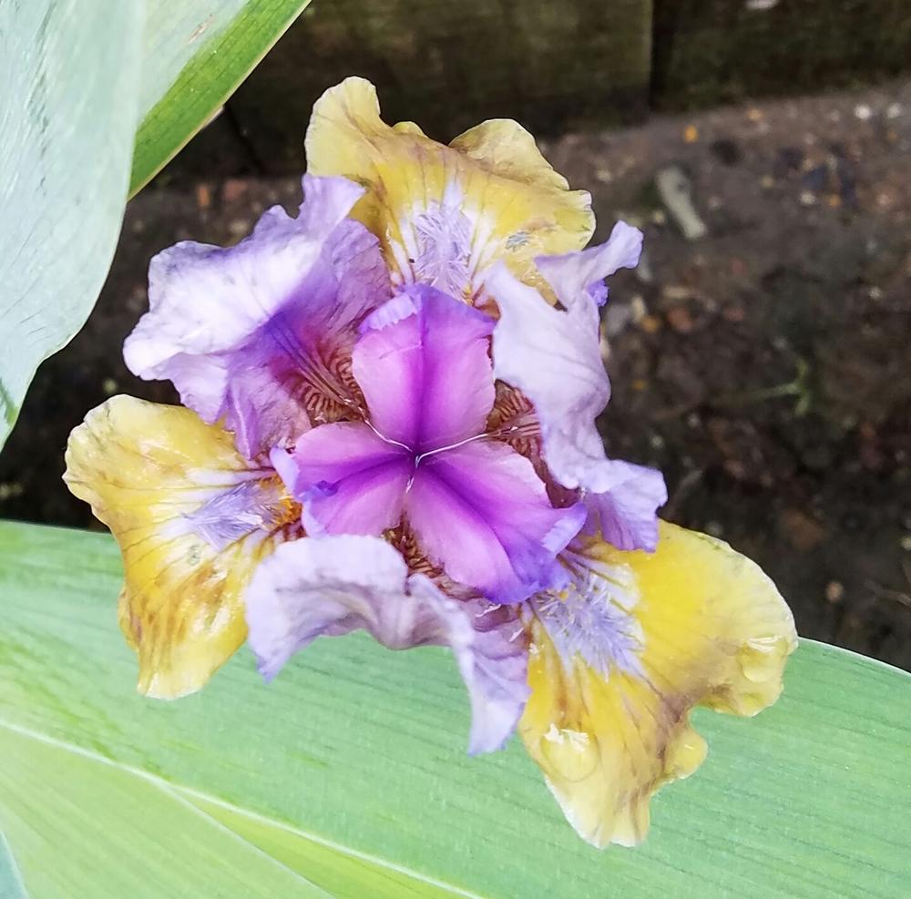 Photo of Standard Dwarf Bearded Iris (Iris 'What Again') uploaded by mesospunky