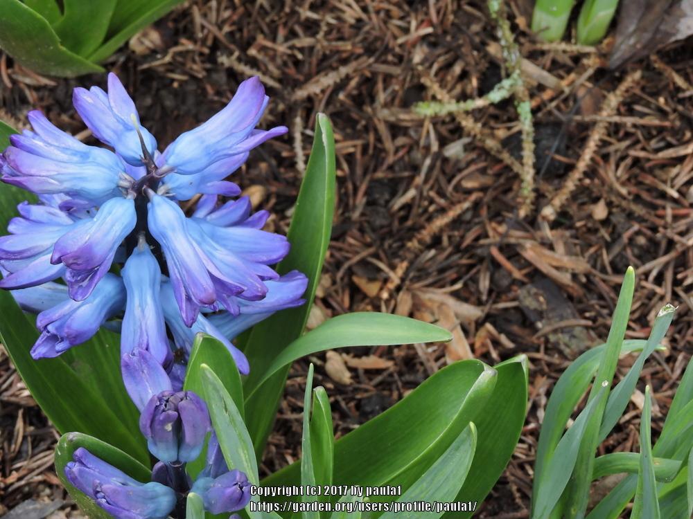 Photo of Hyacinths (Hyacinthus) uploaded by paulaf