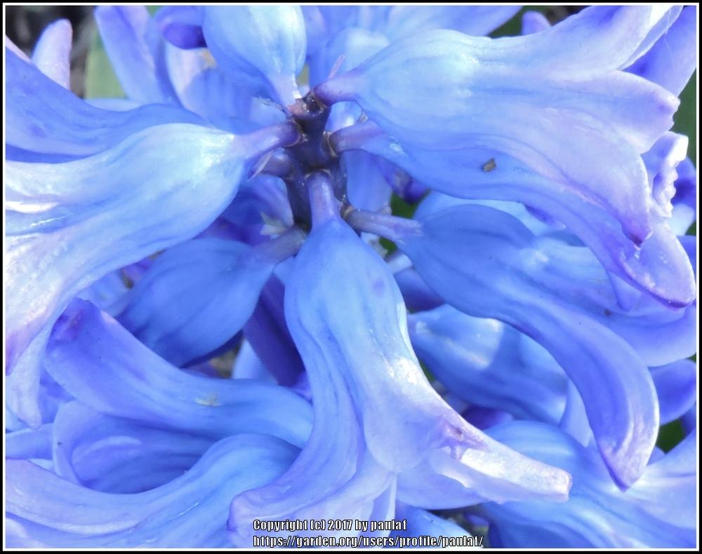 Photo of Hyacinths (Hyacinthus) uploaded by paulaf
