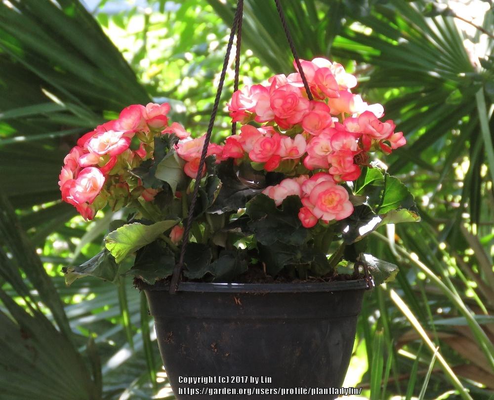 Photo of Rieger Begonia (Begonia x hiemalis) uploaded by plantladylin