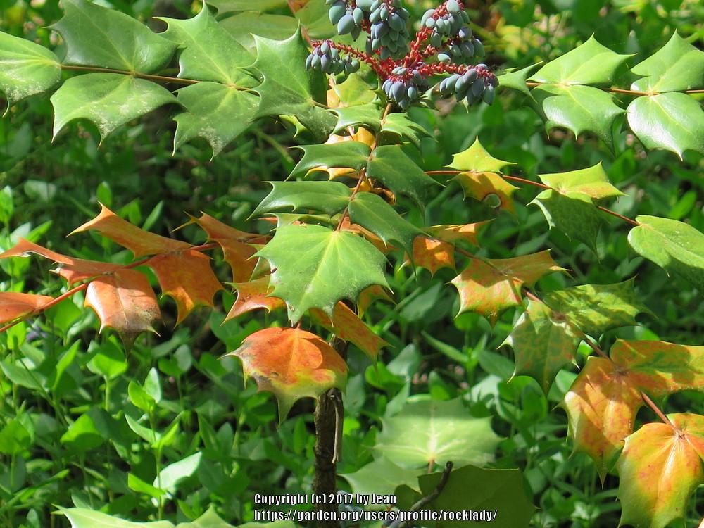 Photo of Japanese Mahonia (Mahonia japonica) uploaded by rocklady