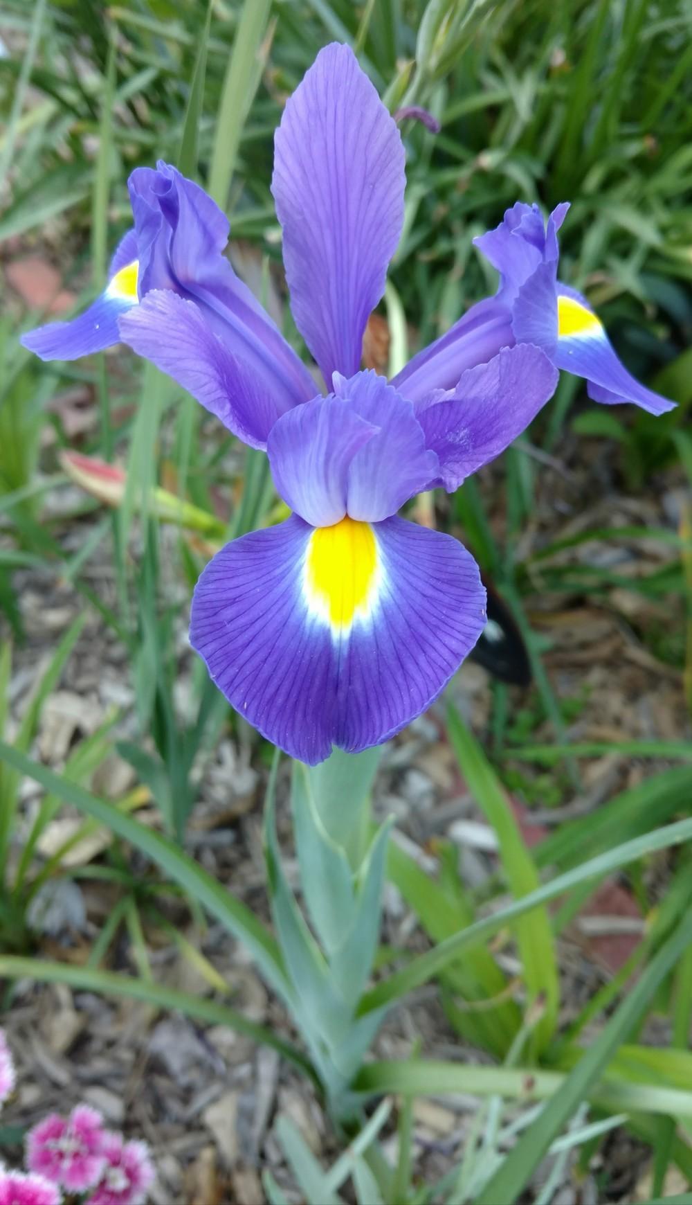 Photo of Irises (Iris) uploaded by sarahbugw
