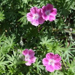 Location: My Garden, Ontario, Canada
Date: 2016-06-06
My favourite hardy geranium.  It is disease free and blooms most 