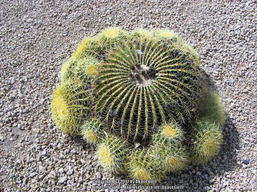 Photo of Golden Barrel Cactus (Kroenleinia grusonii) uploaded by AgaveGirl1