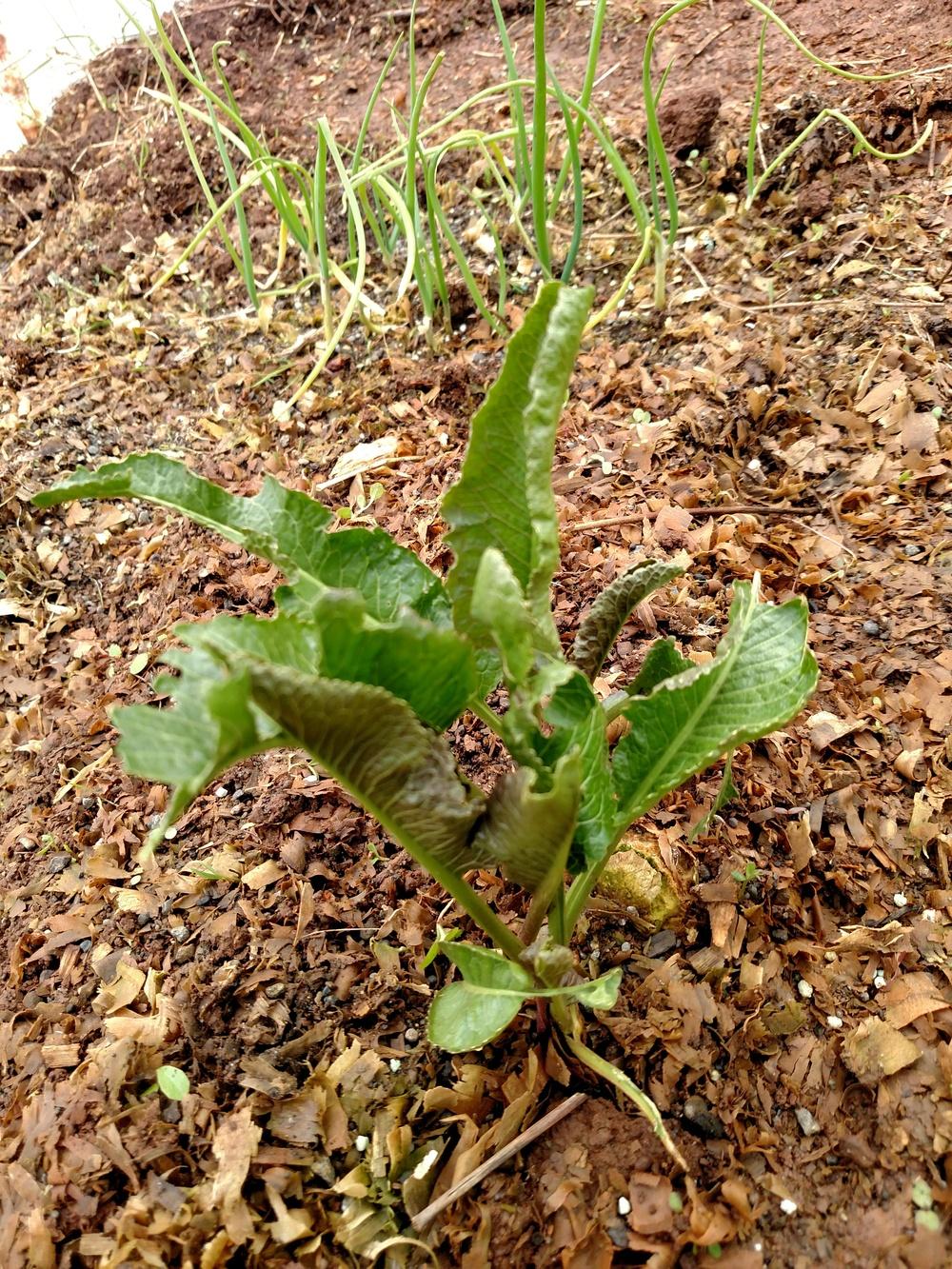 Photo of Horseradish (Armoracia rusticana) uploaded by Toni