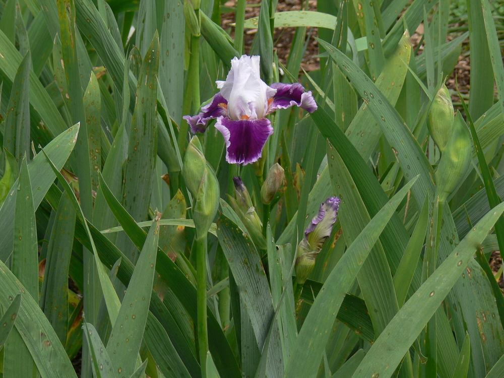 Photo of Tall Bearded Iris (Iris 'Daring Deception') uploaded by janwax