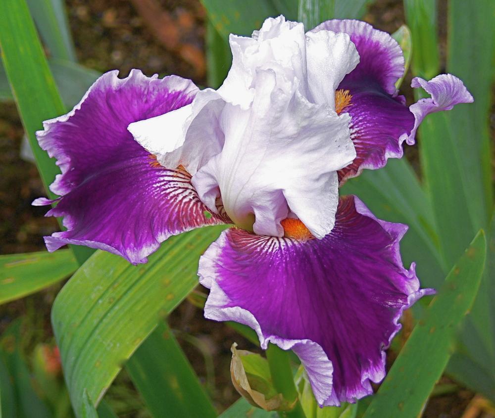 Photo of Tall Bearded Iris (Iris 'Daring Deception') uploaded by janwax