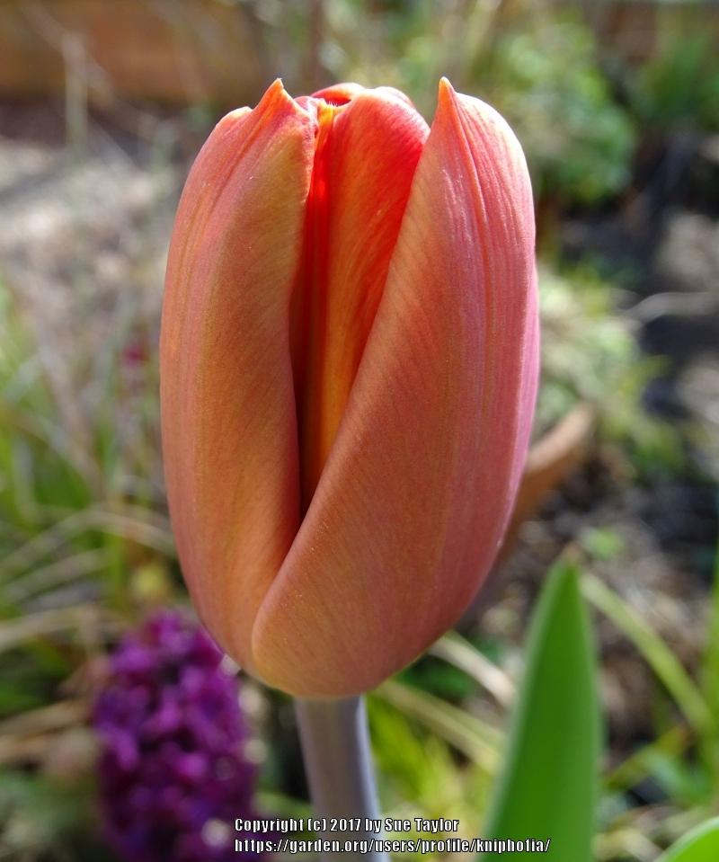 Photo of Tulip (Tulipa 'Cairo') uploaded by kniphofia