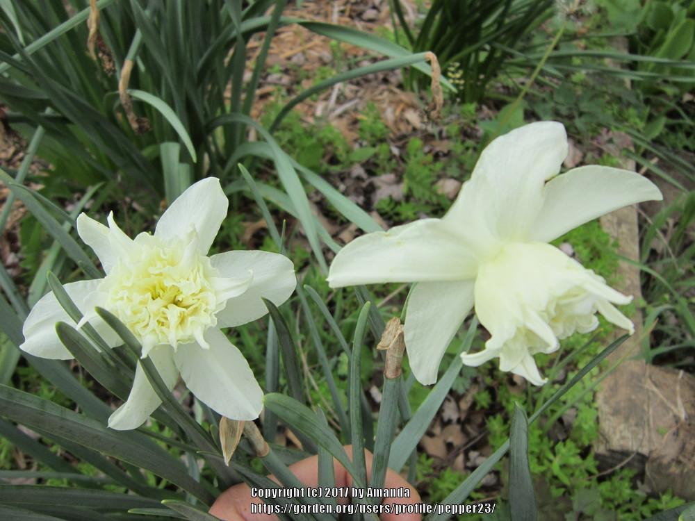 Photo of Daffodils (Narcissus) uploaded by pepper23
