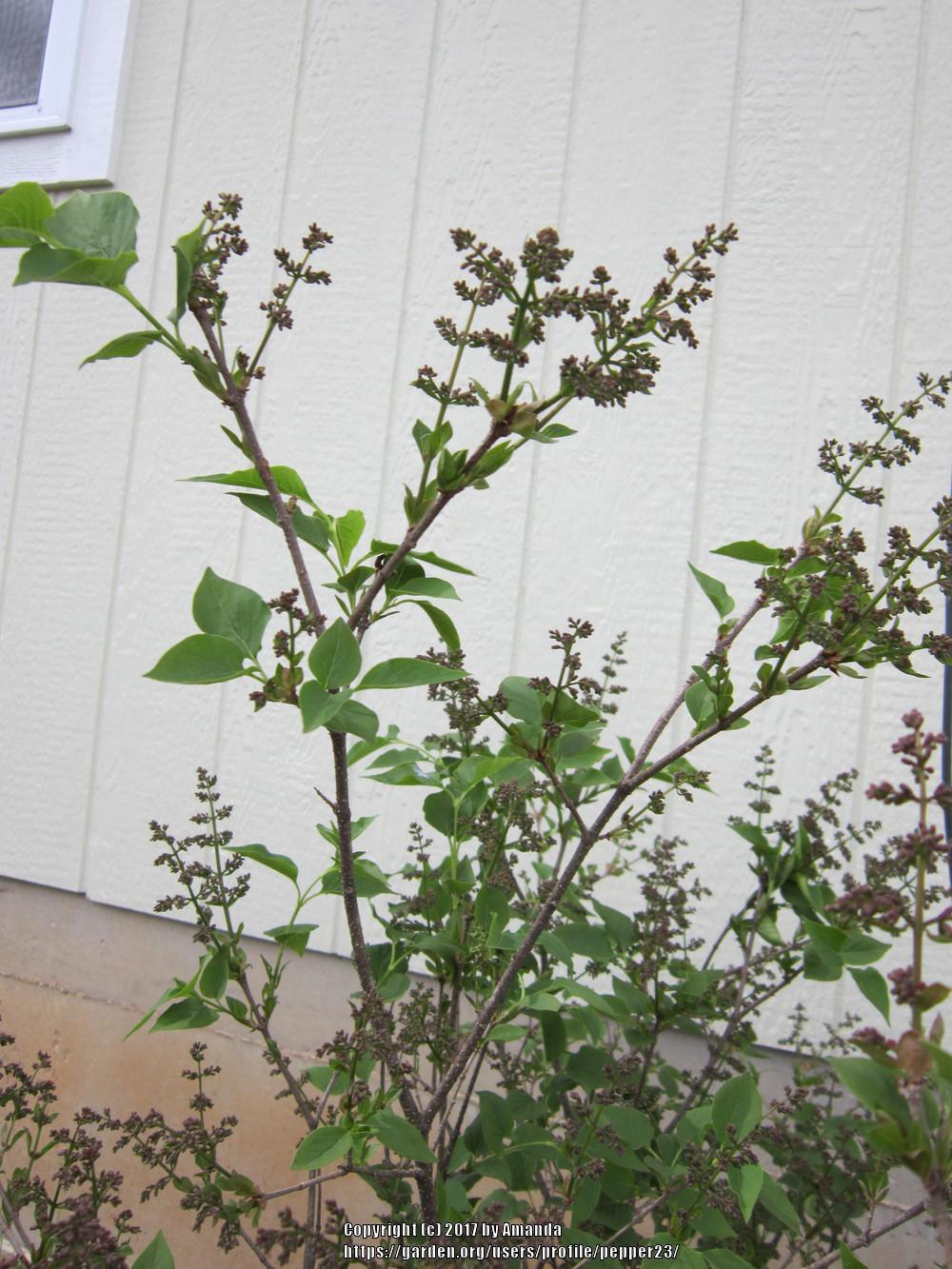Photo of Manchurian Lilac (Syringa pubescens subsp. patula 'Miss Kim') uploaded by pepper23