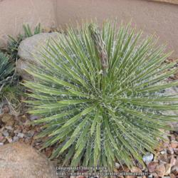 Location: Arenas Valley, NM my yard
Date: 2017-03-20
A beautiful dwarf yucca.
