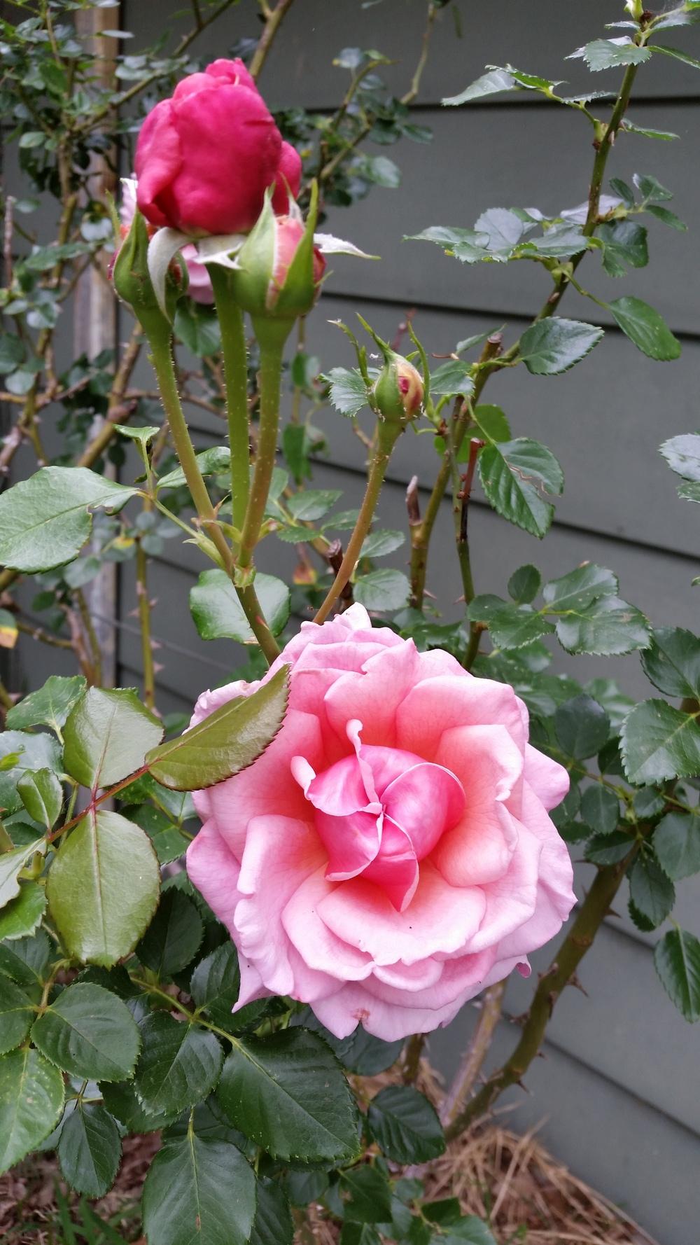 Photo of Rose (Rosa 'Aloha') uploaded by FAIRYROSE
