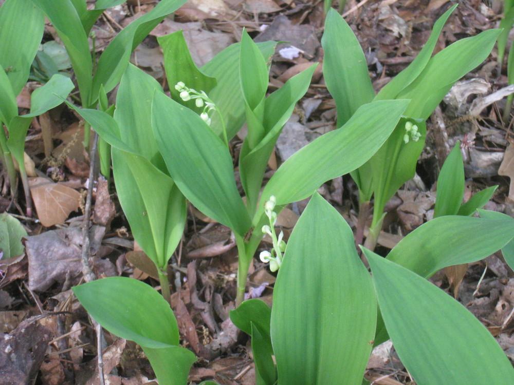 Photo of Lilies of the Valley (Convallaria) uploaded by Hemophobic