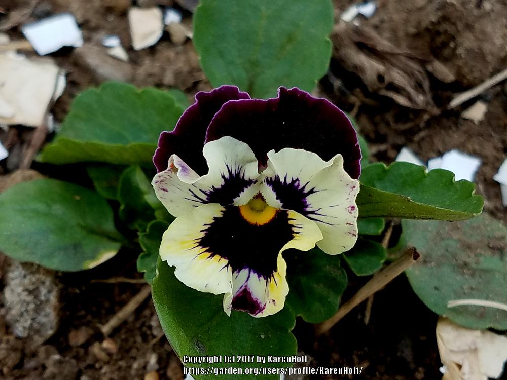 Photo of Violet (Viola cornuta 'Frizzle Sizzle Mix') uploaded by KarenHolt