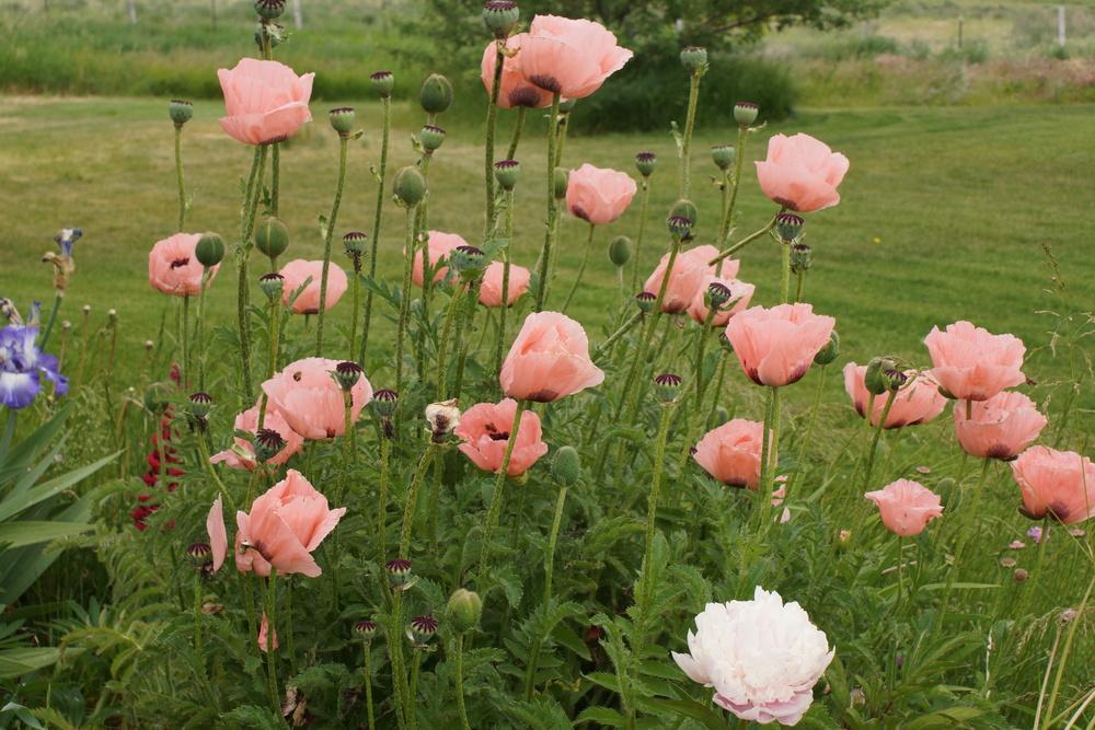 Photo of Oriental Poppy (Papaver orientale 'Princess Victoria Louise') uploaded by PutteringinIdaho