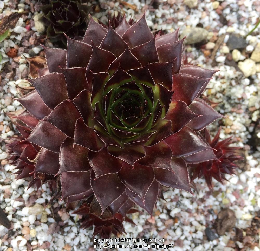 Photo of Hen and Chicks (Sempervivum 'Black') uploaded by gg5