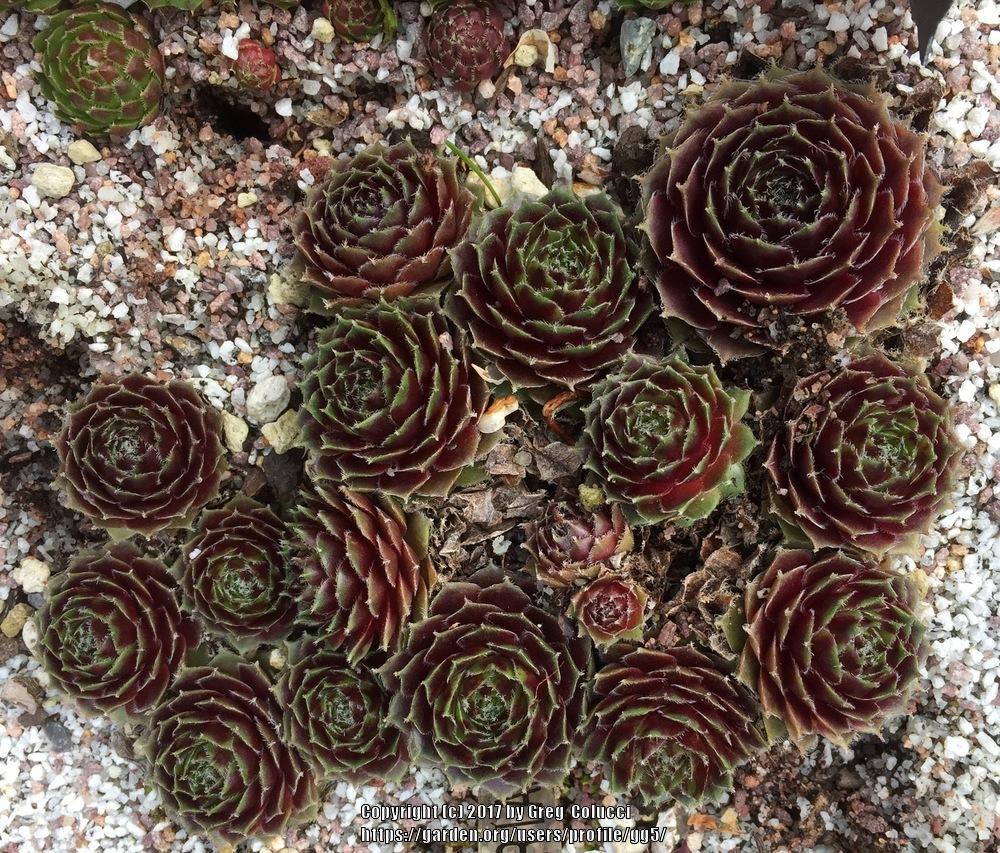 Photo of Hen and Chicks (Sempervivum 'Fair Lady') uploaded by gg5