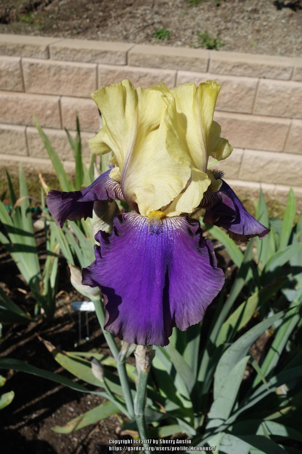 Photo of Tall Bearded Iris (Iris 'Jurassic Park') uploaded by Henhouse