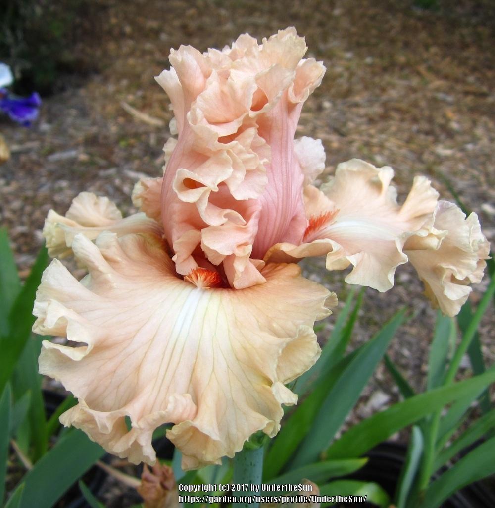Photo of Tall Bearded Iris (Iris 'Coralina') uploaded by UndertheSun