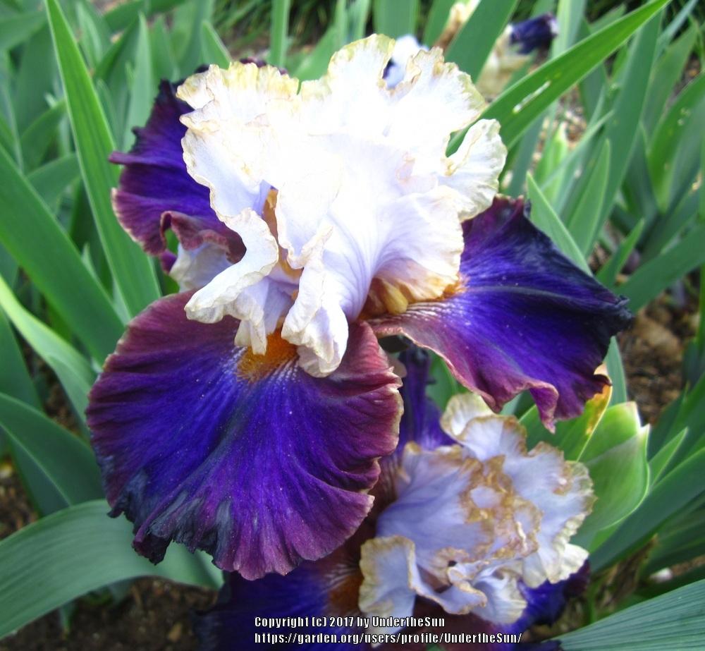 Photo of Tall Bearded Iris (Iris 'Edge of the World') uploaded by UndertheSun