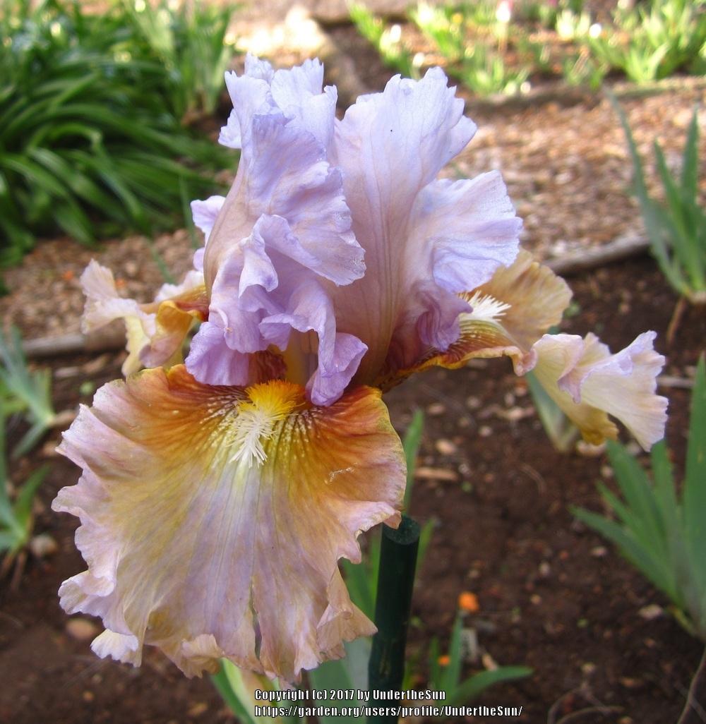 Photo of Tall Bearded Iris (Iris 'Cow Palace') uploaded by UndertheSun