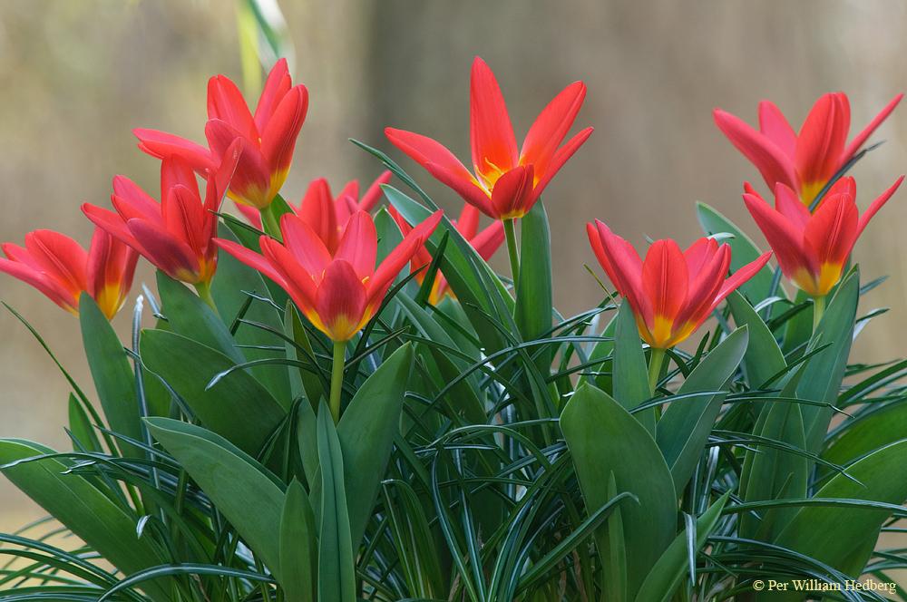 Photo of Waterlily Tulip (Tulipa kaufmanniana 'Scarlet Baby') uploaded by William