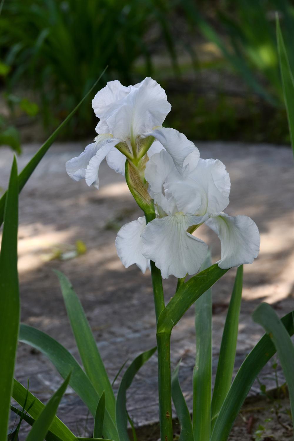 Photo of Tall Bearded Iris (Iris 'Immortality') uploaded by cliftoncat