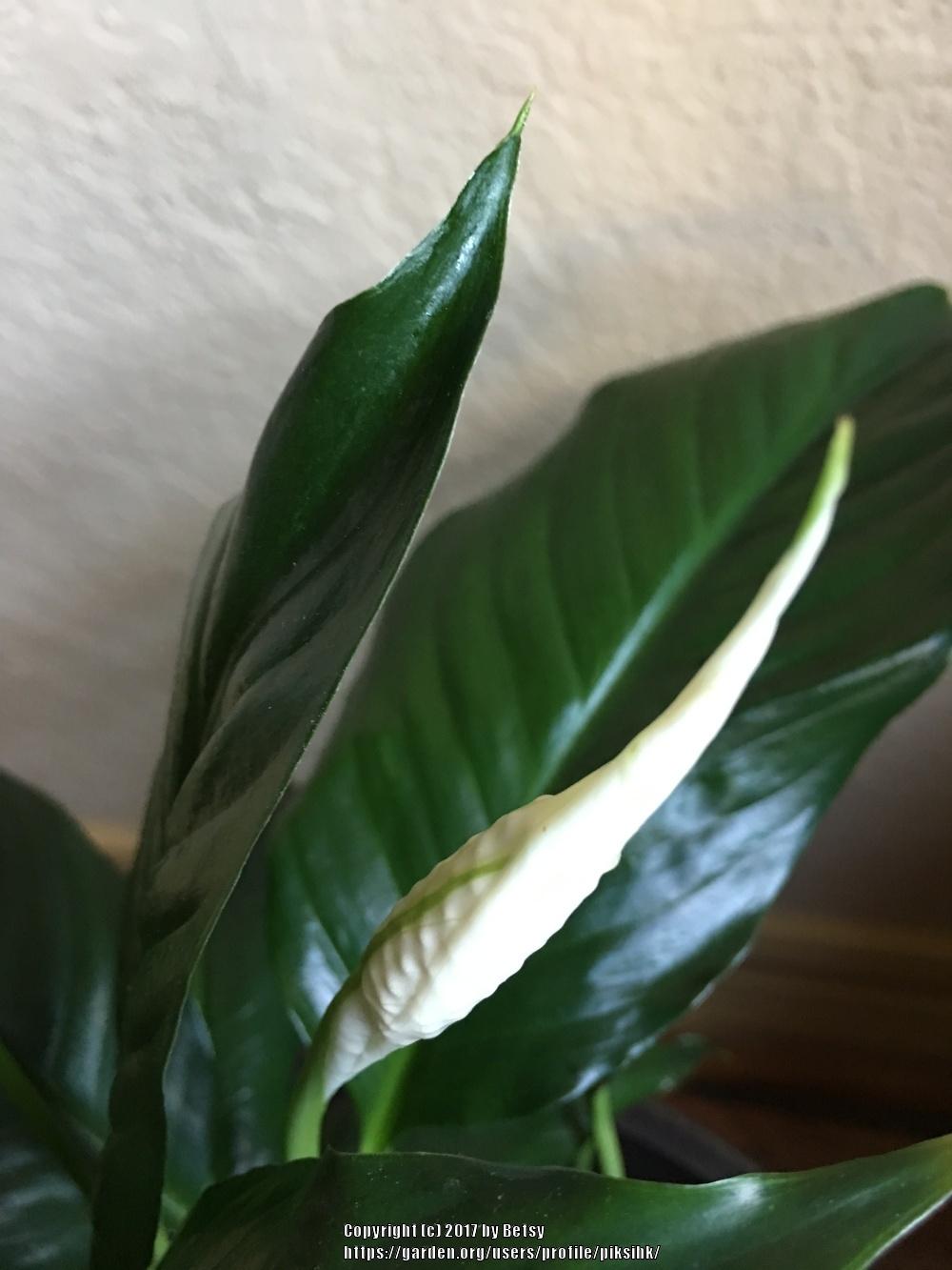 Photo of Peace Lilies (Spathiphyllum) uploaded by piksihk