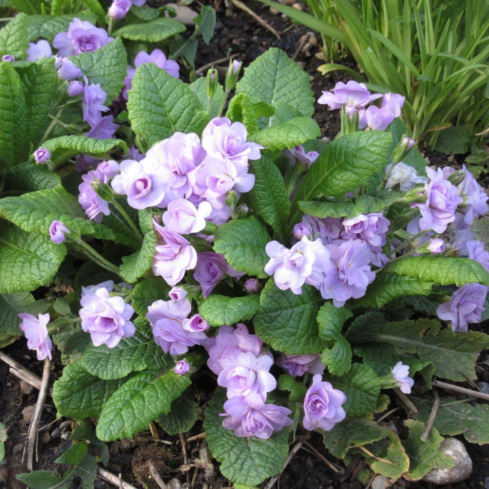 Photo of English Primrose (Primula vulgaris 'Quaker's Bonnet') uploaded by Bonehead