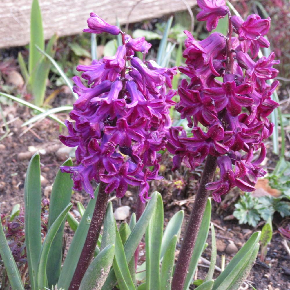 Photo of Hyacinth (Hyacinthus orientalis) uploaded by Bonehead
