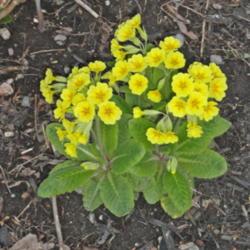 Location: Aurora, On
Date: 2016-05-18
A Siberian form of cowslip, raised from seed by David Tomlinson a