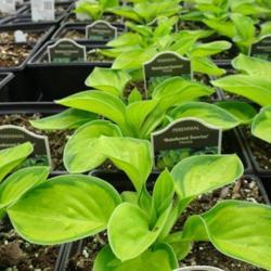 Location: Black Creek Greenhouse in East Earl PA
Date: 2017-04-11
young plants in 4 inch pots.