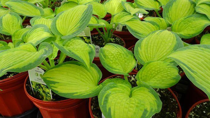Photo of Hosta 'Brother Stefan' uploaded by critterologist