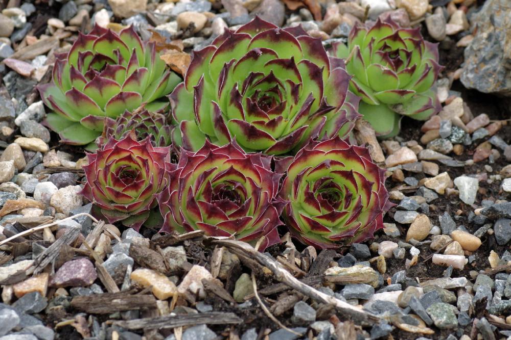 Photo of Hen and Chicks (Sempervivum tectorum 'from Costigliole') uploaded by dirtdorphins
