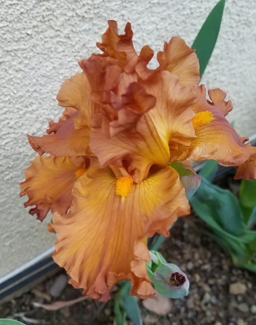 Photo of Tall Bearded Iris (Iris 'Golden Panther') uploaded by mesospunky