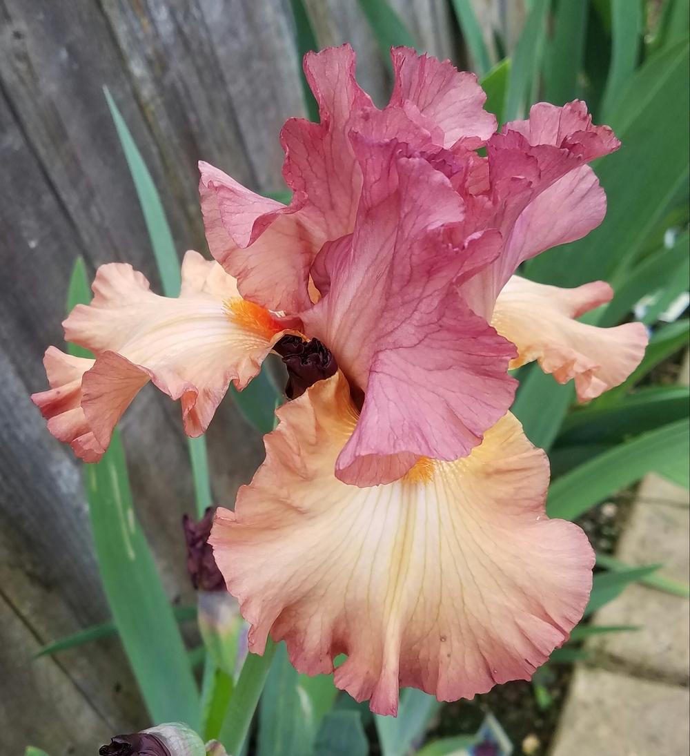Photo of Tall Bearded Iris (Iris 'Singular Sensation') uploaded by mesospunky