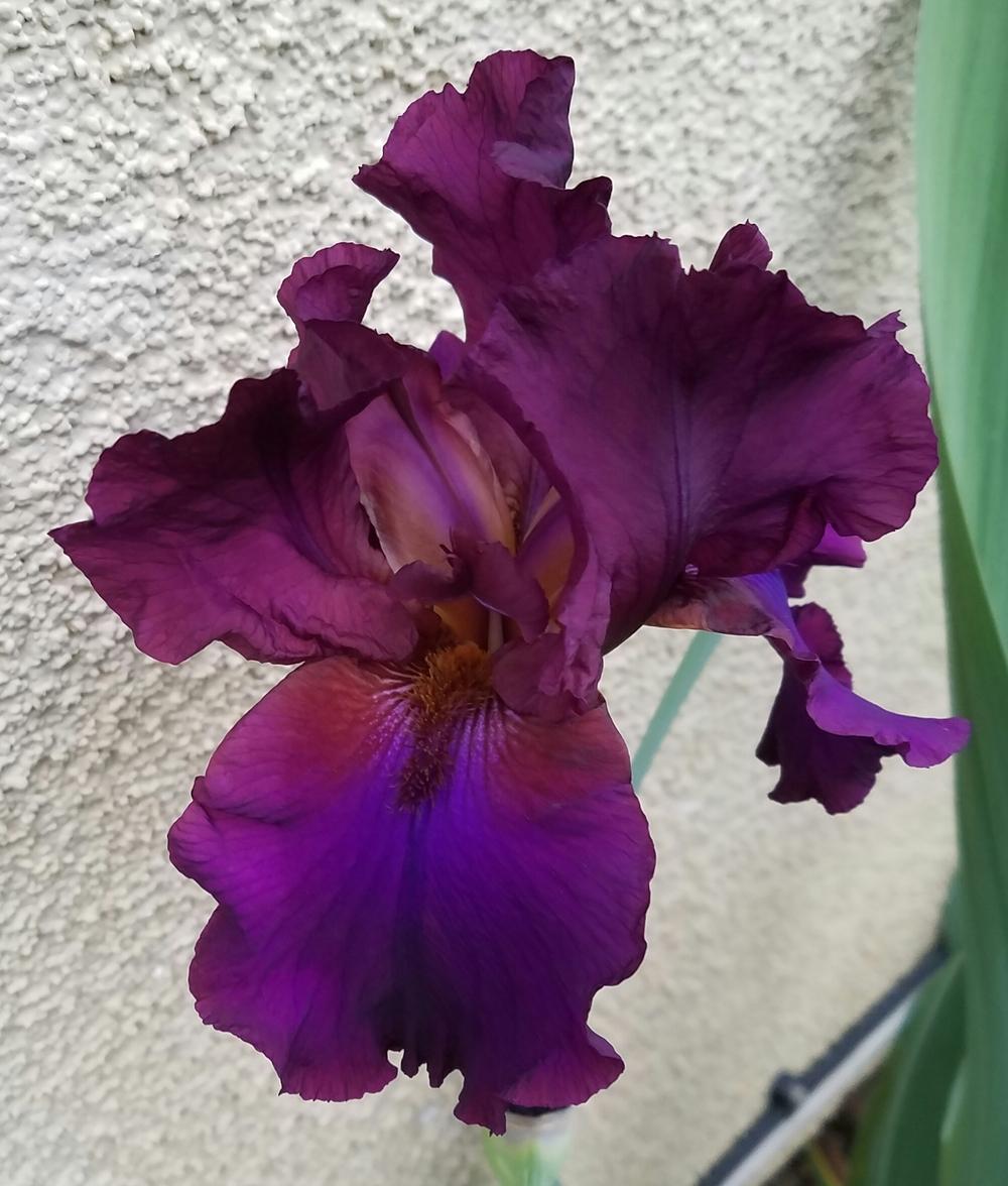Photo of Tall Bearded Iris (Iris 'Grape Expectations') uploaded by mesospunky