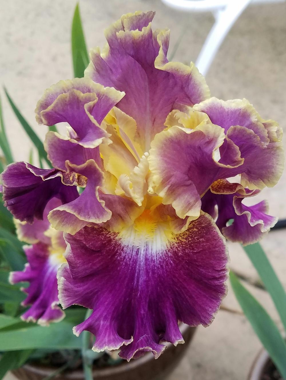 Photo of Tall Bearded Iris (Iris 'Montmartre') uploaded by mesospunky
