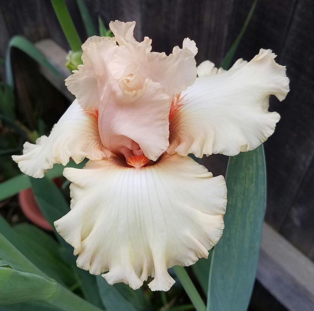 Photo of Tall Bearded Iris (Iris 'Wedding Belle') uploaded by mesospunky