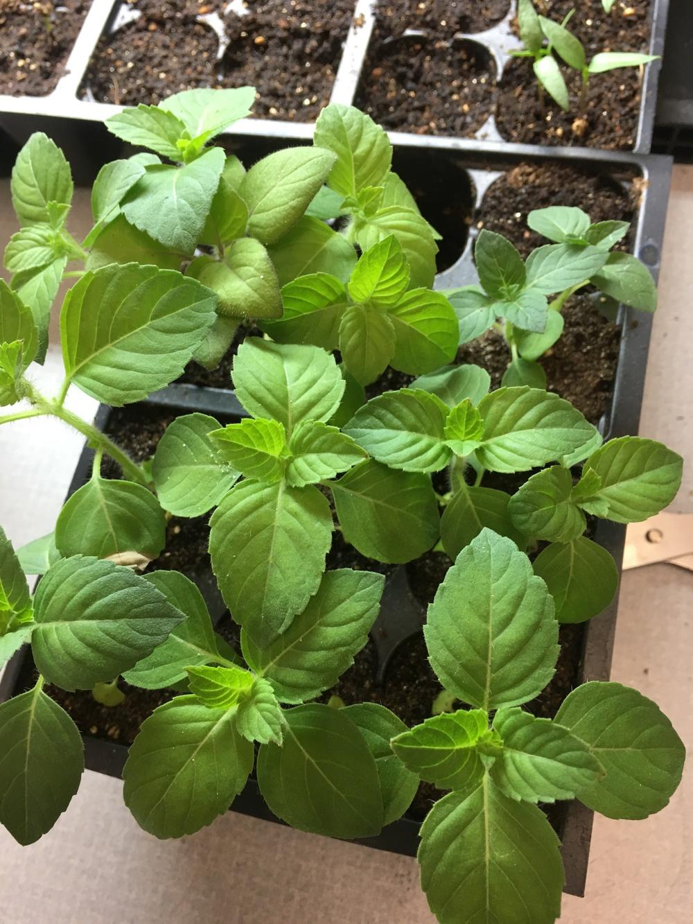 Photo of Basil (Ocimum 'Blue Spice') uploaded by Anderwood
