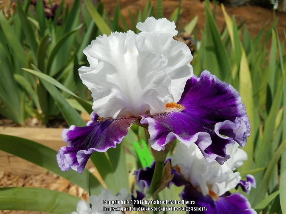Photo of Tall Bearded Iris (Iris 'Merry Amigo') uploaded by Cuzz4short