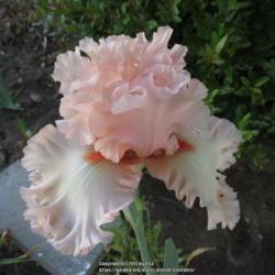 Location: Las Cruces, NM
Date: 2017-04-11
Tall Bearded Iris Picture Book