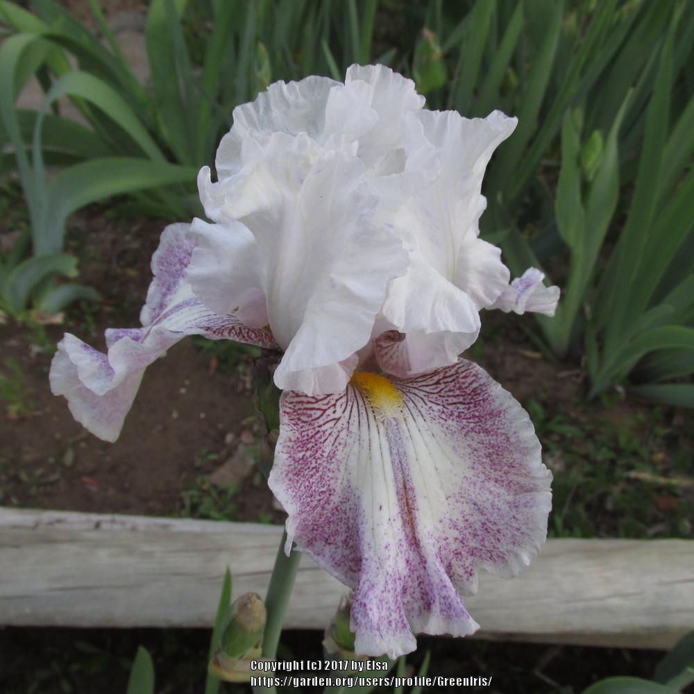Photo of Tall Bearded Iris (Iris 'Hi There Gorgeous') uploaded by GreenIris