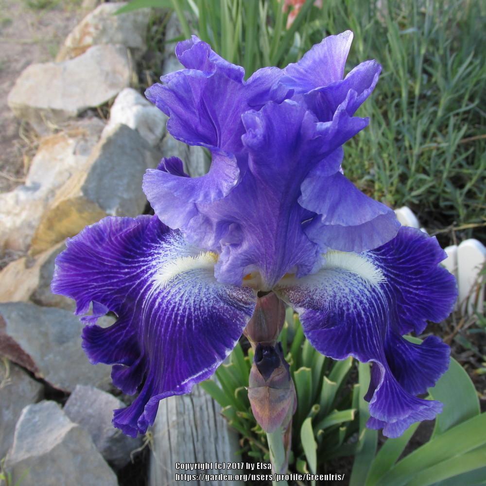 Photo of Tall Bearded Iris (Iris 'Daughter of Stars') uploaded by GreenIris