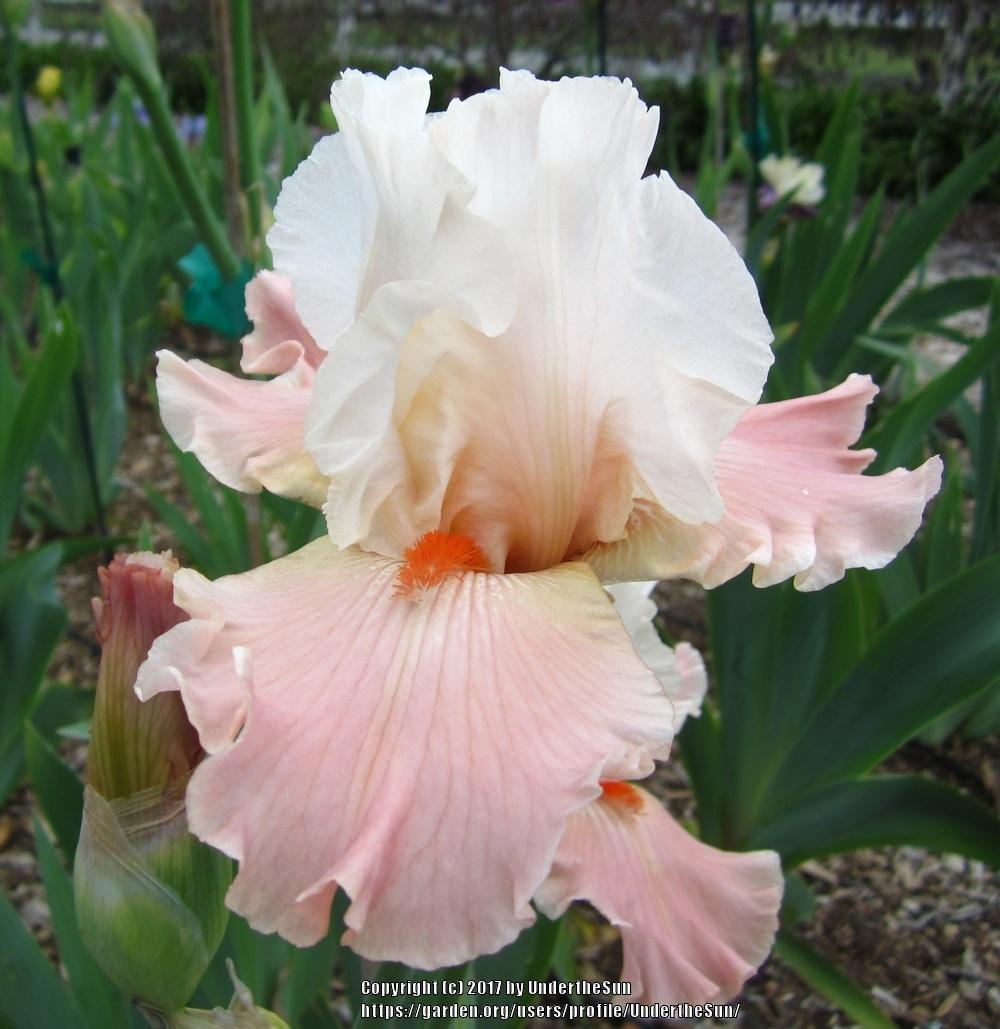 Photo of Tall Bearded Iris (Iris 'Struck Twice') uploaded by UndertheSun