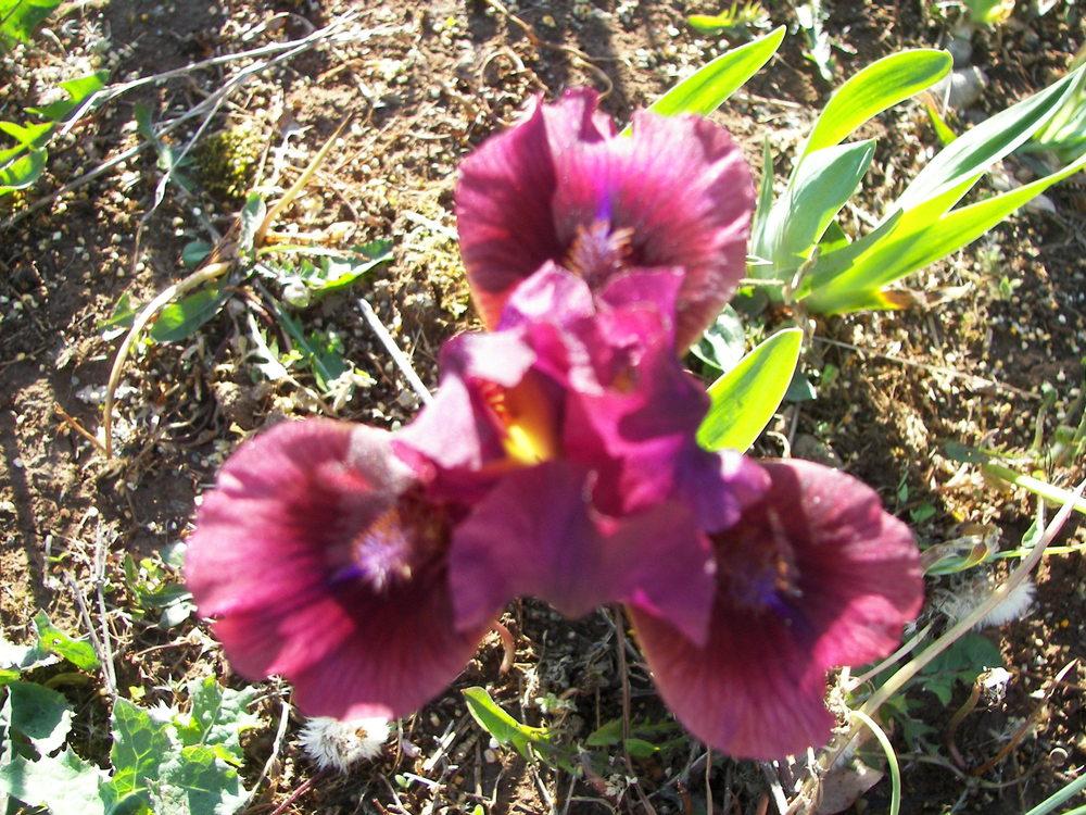 Photo of Standard Dwarf Bearded Iris (Iris 'Nut Ruffles') uploaded by alilyfan